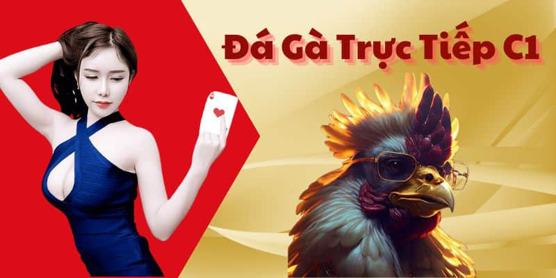 Hướng dẫn cược đá gà trực tiếp C1 tại nohu90